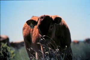 calfgrass386