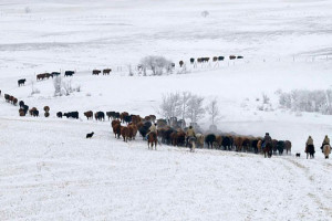 cattle_drive_spring_church