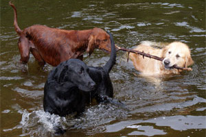 dogs_water_weary