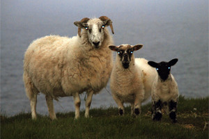 ewes_cape_stmarys_nfld_jm