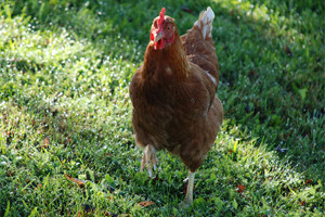 hen_grass_morrigan