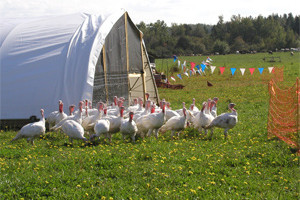 turkeys_freerange_JohnD_mor